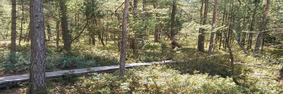 체코 체르베네 블라토 국가 자연 보호구역 이탄 습지 목재 데크길 산책로 풍경
(Scenery of the wooden boardwalk trail within the peatland bog at the Červené Blato National Nature Reserve, Czech Republic.)