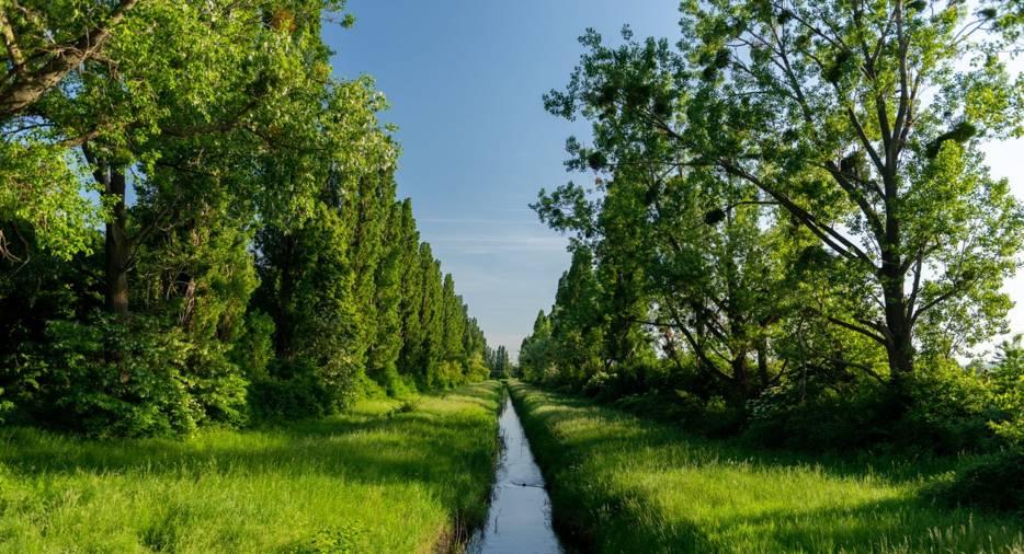 슬로바키아 슈르 국립자연보호구역 슈르스키 운하와 알더 숲 풍경(Scenery of the Šúrsky Canal and alder forest within the Šúr National Nature Reserve, Slovakia.)